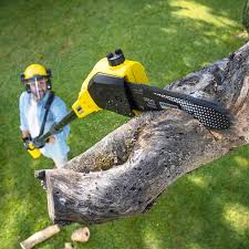 Best Tree Health Inspection  in Cross Mountain, TX